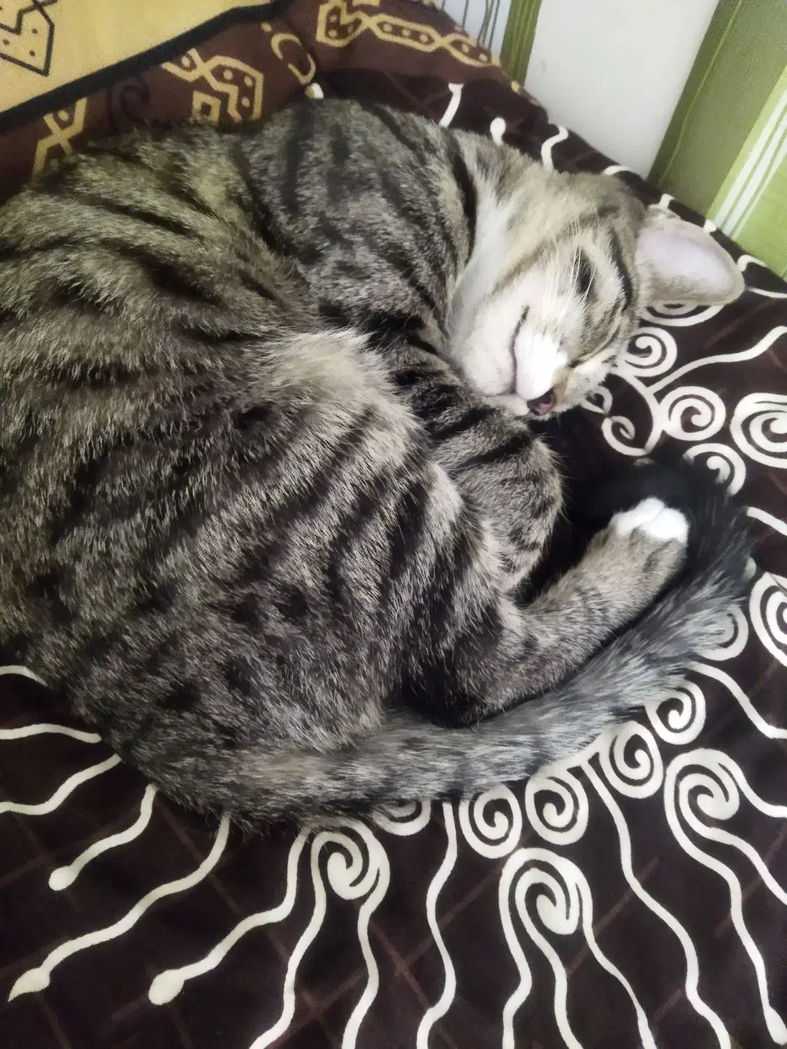 واگذاری رایگان گربه|گربه|مشهد, شاهد (شهرک غرب)|دیوار