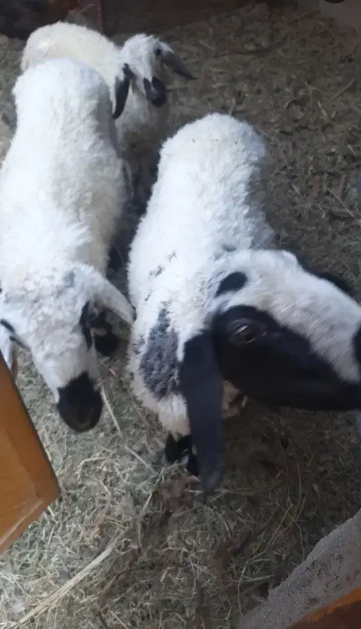 فروش گوسفند|حیوانات مزرعه|فهرج, |دیوار