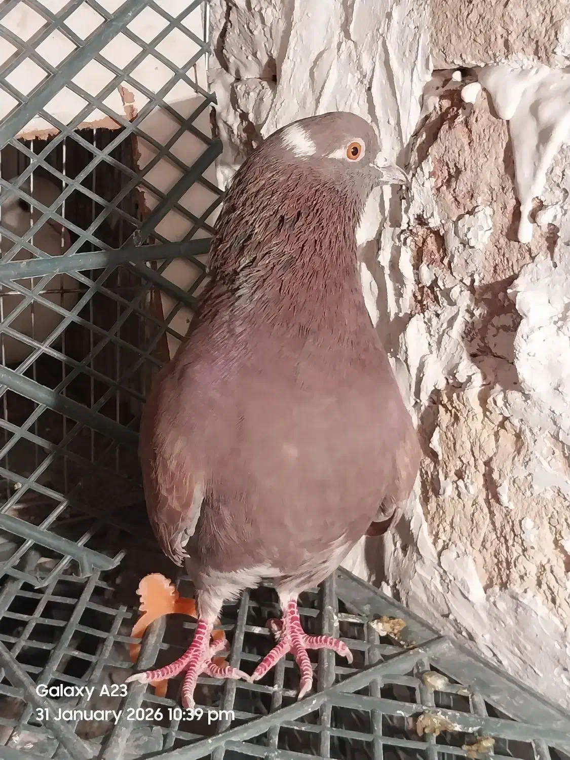 کبوتر پرشی|پرنده|نسیمشهر, |دیوار