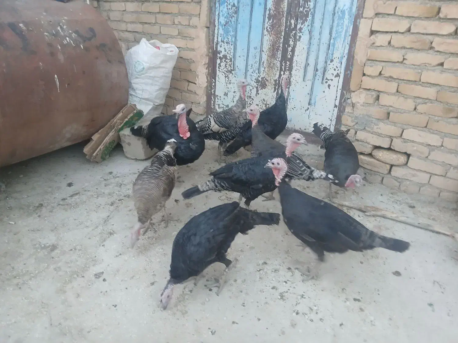 هفت تا بوقلمون ماده|حیوانات مزرعه|نورآباد, |دیوار