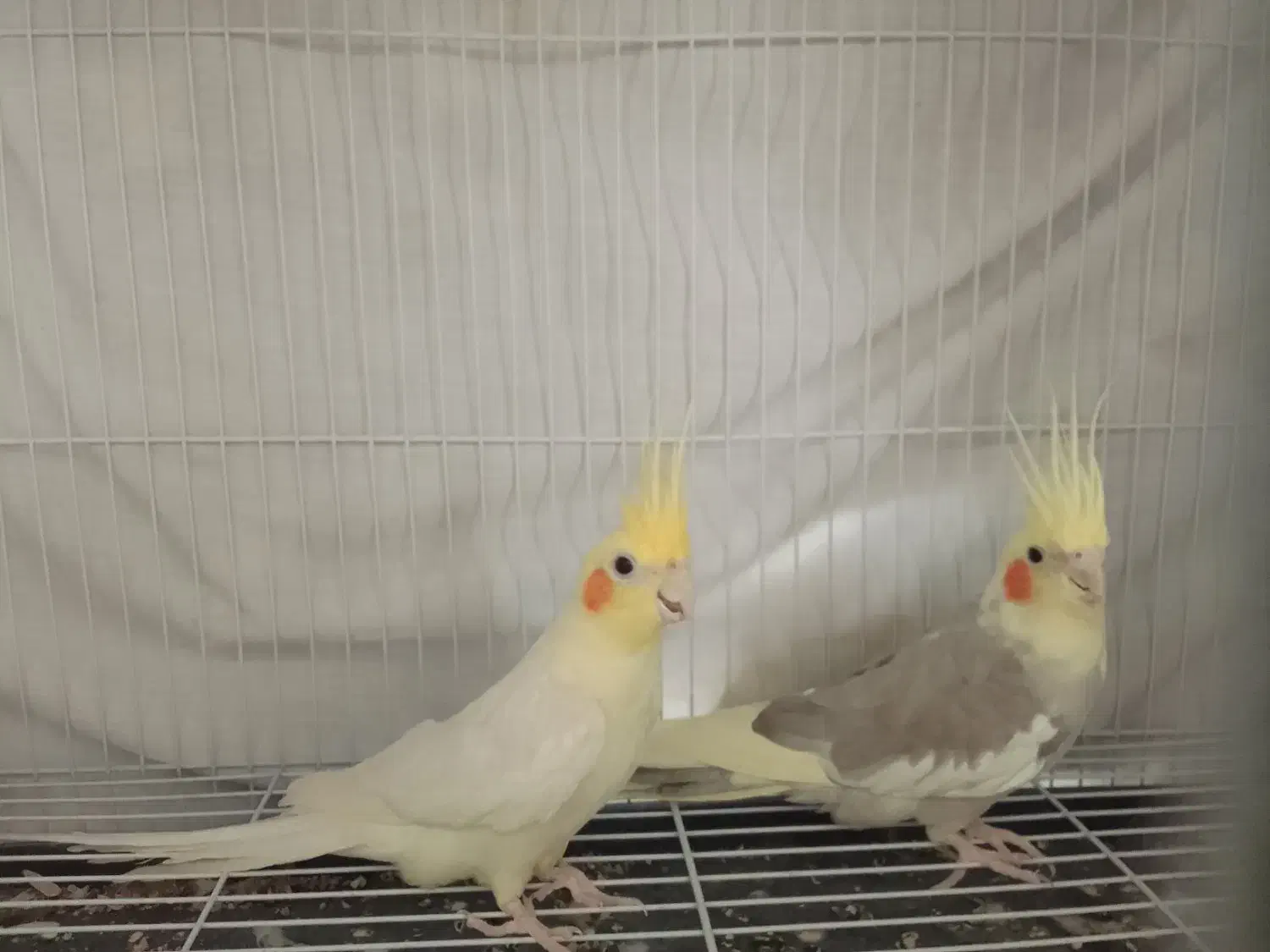 پرنده|پرنده|فرح دشت, |دیوار