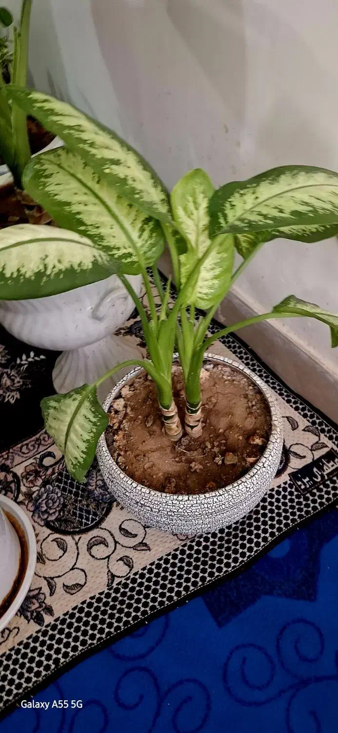 گلهای طبیعی دیفن|گل و گیاه طبیعی|ایذه, |دیوار