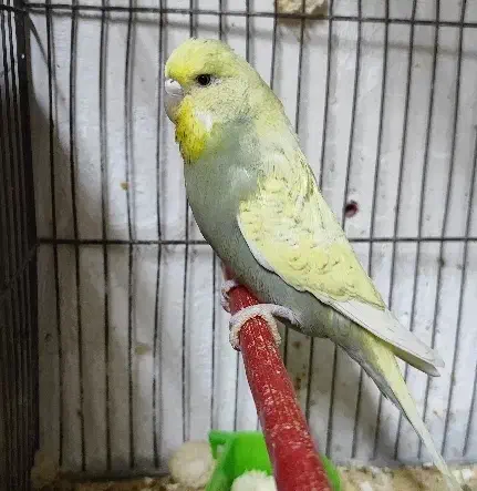 مرغ عشق انگلیسی مولد|پرنده|تهران, یافت آباد جنوبی|دیوار