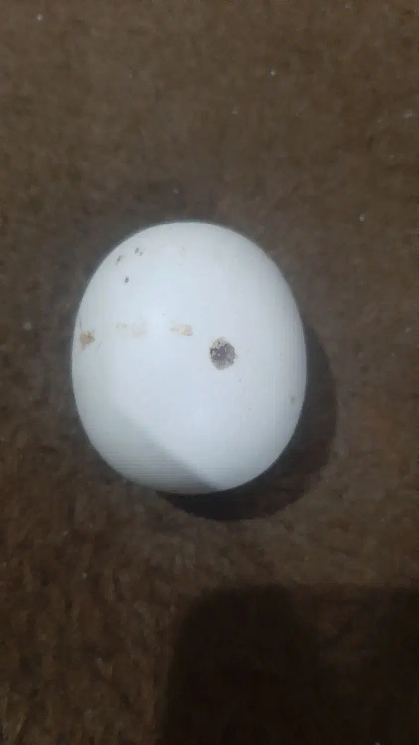 یک عددسنگ الماس آسیاب|جواهرات|شریف‌آباد, |دیوار