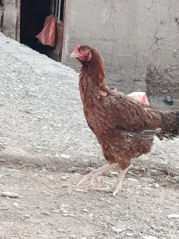 مرغ لاری|حیوانات مزرعه|زنجانرود, |دیوار