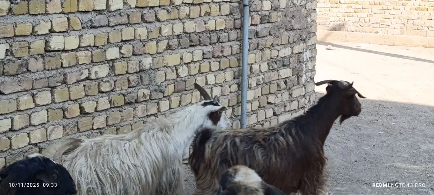 دو راس بز چاق|حیوانات مزرعه|محمدیه-قزوین, |دیوار