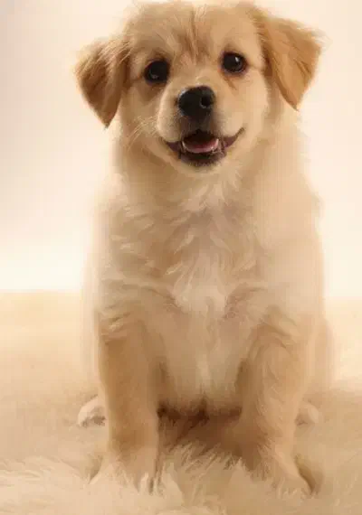 واگذاری|سگ|مشهد, رضاییه|دیوار