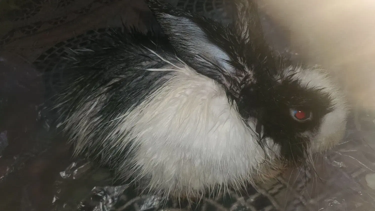 خرگوش|موش و خرگوش|میناب, |دیوار