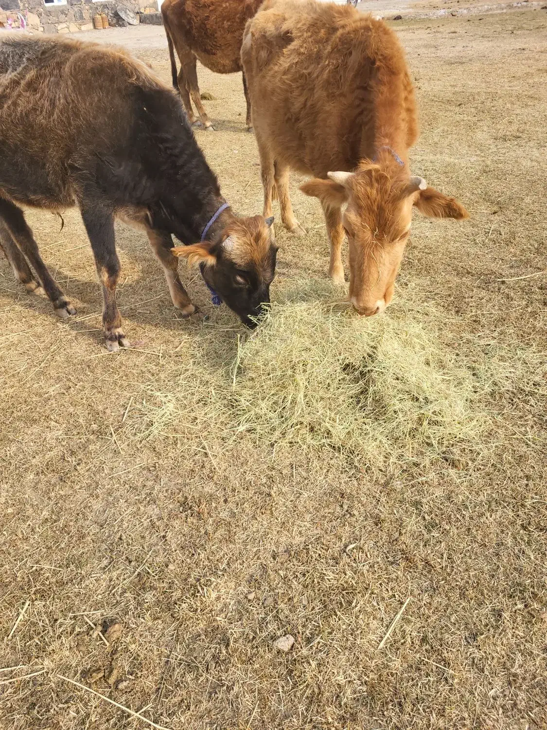 گاو تلیسه و گوساله|حیوانات مزرعه|ماکو, |دیوار