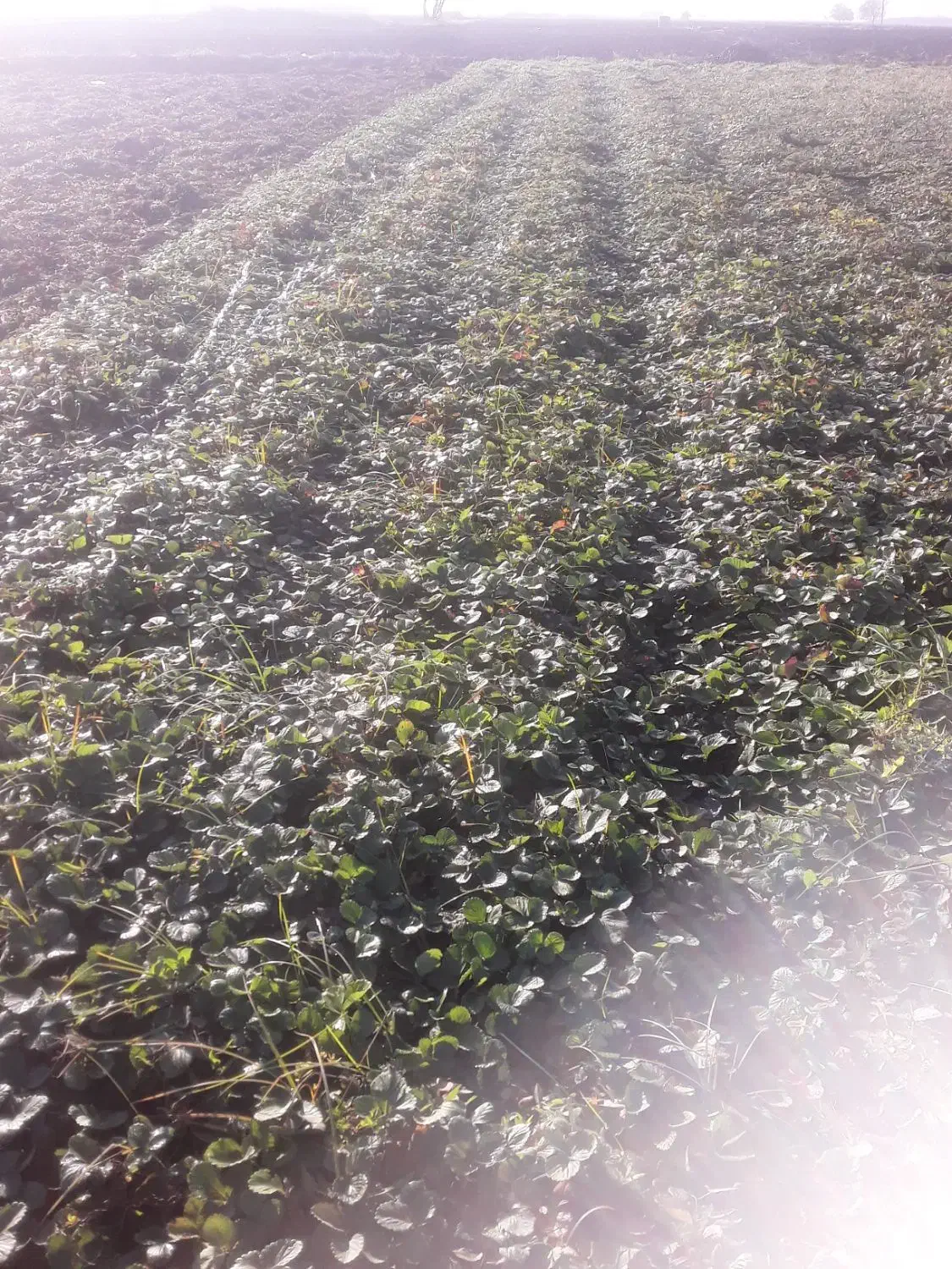 نهال سابرینا توت عالی|گل و گیاه طبیعی|مزرعه کتول, |دیوار