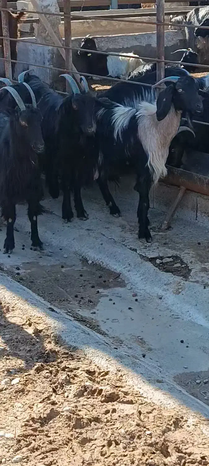 بز چپر|حیوانات مزرعه|بهبهان, |دیوار