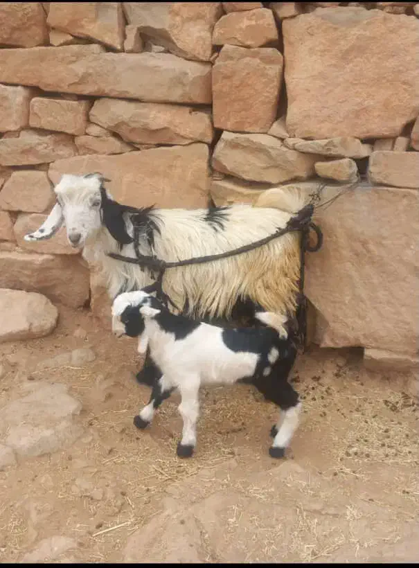 بز بیگ|حیوانات مزرعه|اندیکا, |دیوار