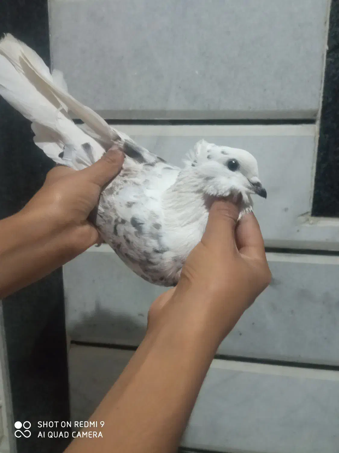 کبوتر بند بند فوق پرش|پرنده|کلاله, |دیوار