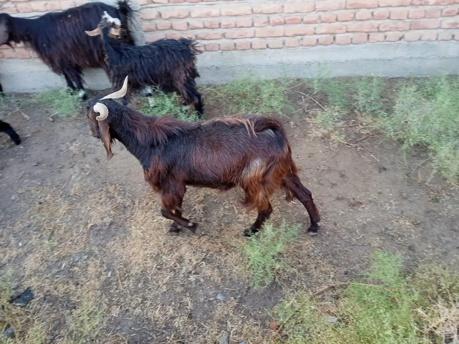 بزغاله نر گوشتی و نگهداری|حیوانات مزرعه|میاندوآب, |دیوار