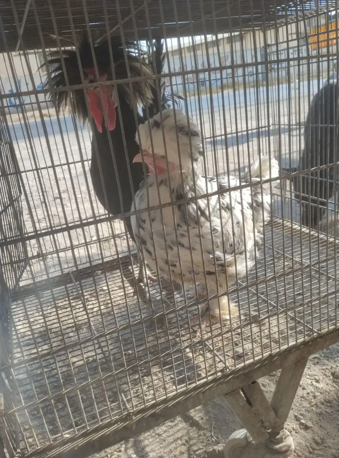 مرغ خروس تزئینی فروش یا معاوضه|پرنده|هشتگرد, هشتگرد قدیم|دیوار