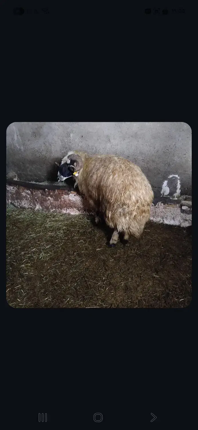 فروش قوچ اصل1ساله|حیوانات مزرعه|بازرگان, |دیوار