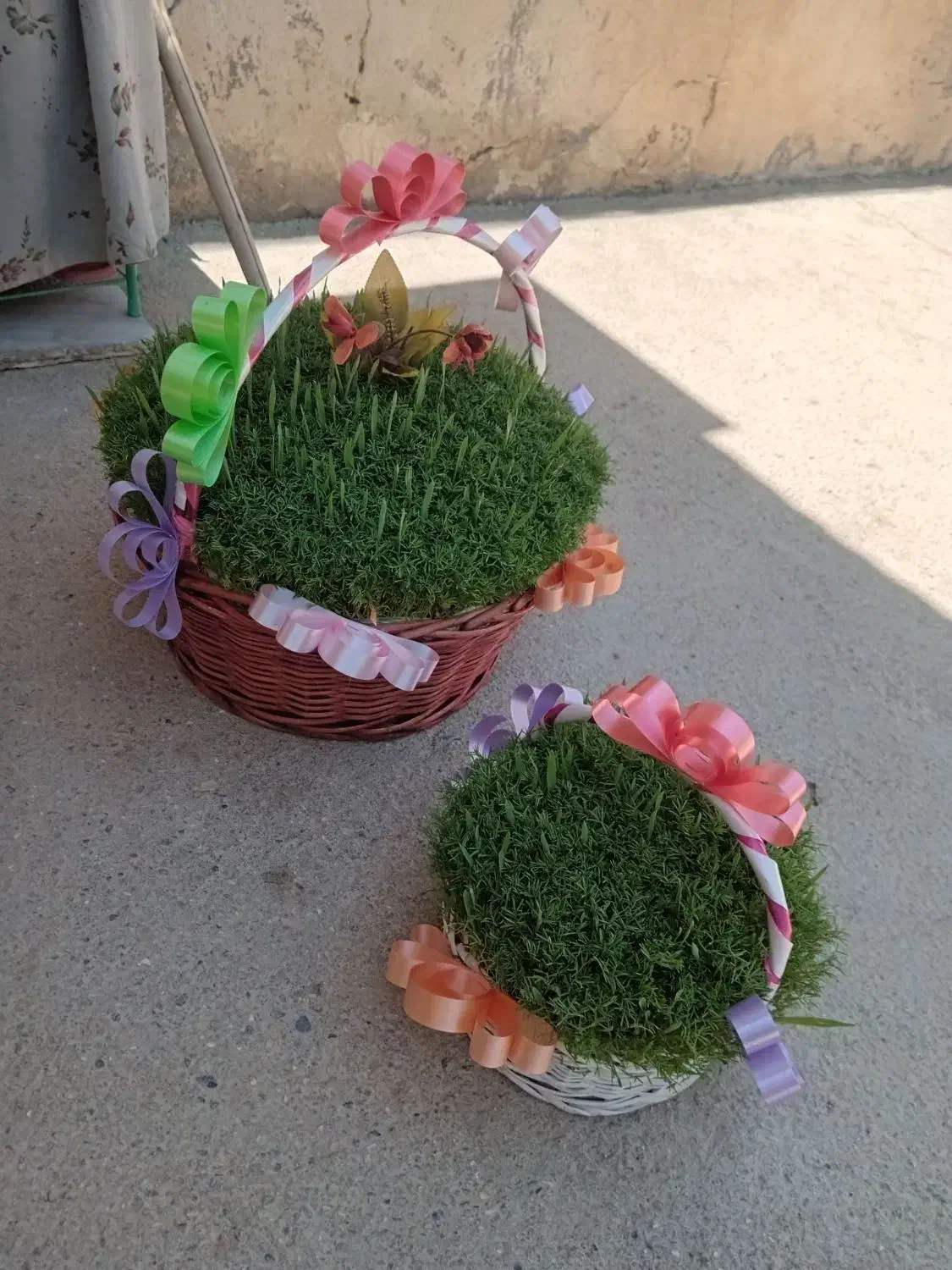 سبزه|گل و گیاه طبیعی|کنگاور, |دیوار