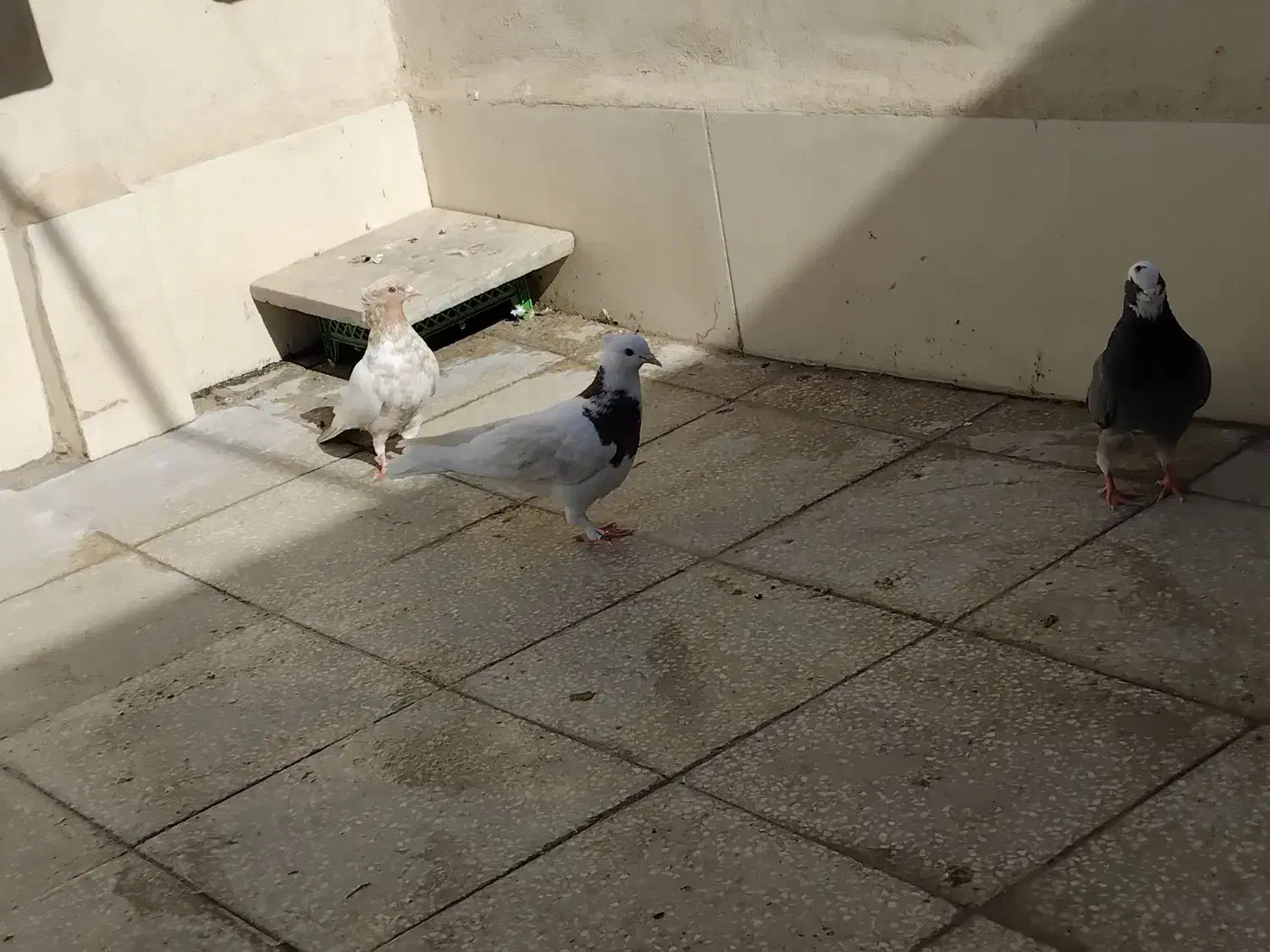 کفتر گرفتنی|پرنده|قم, نخودی|دیوار