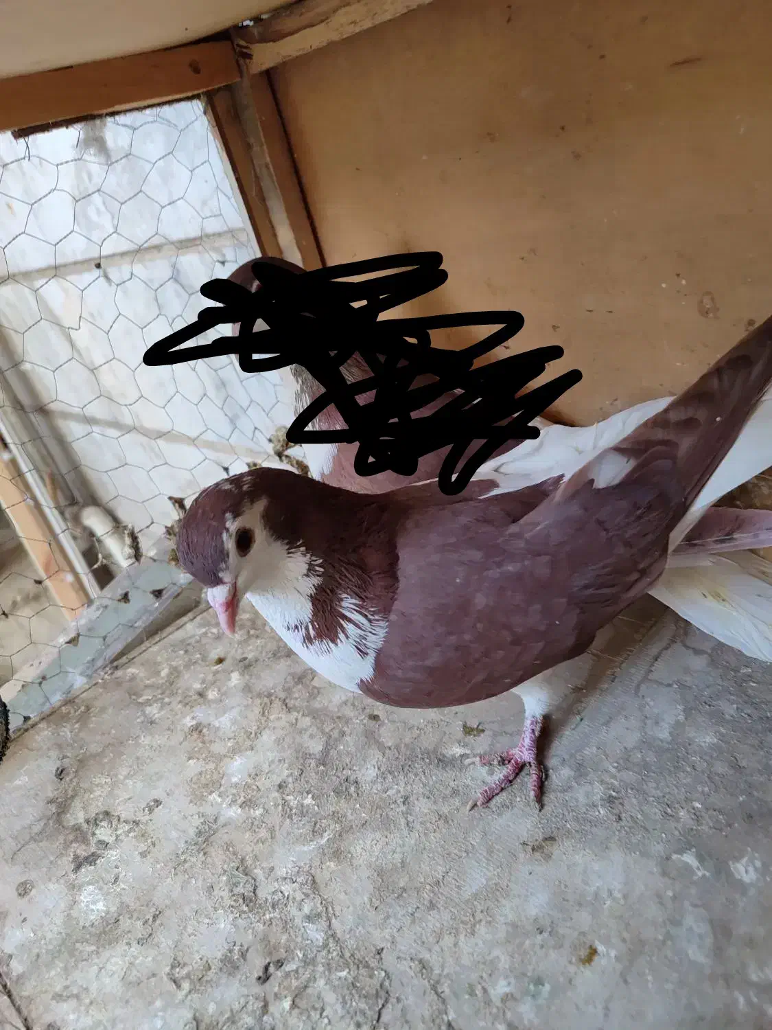 کبوتر نر|پرنده|تهران, مسعودیه|دیوار