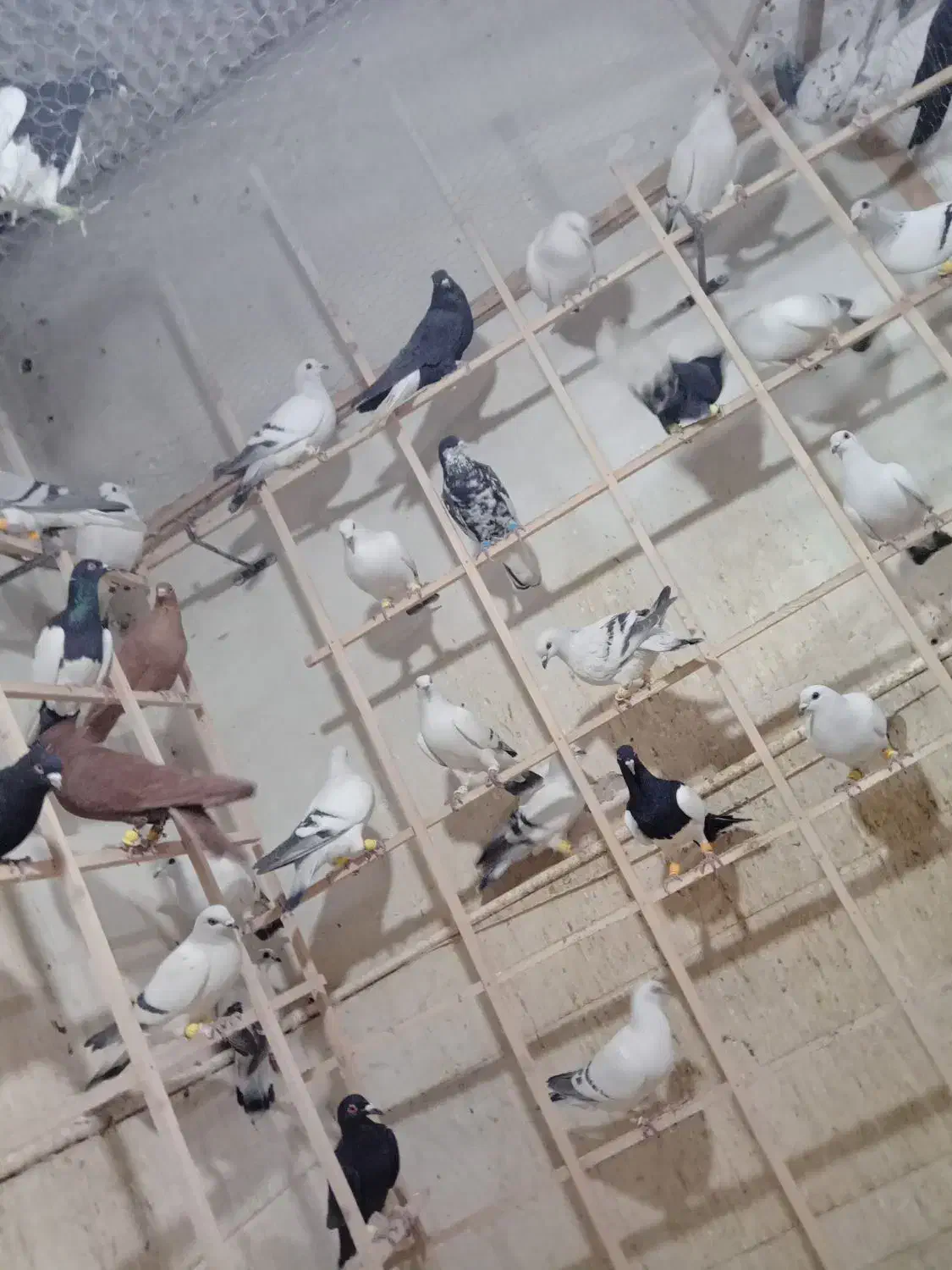 کبوتر|پرنده|دشتابی, |دیوار