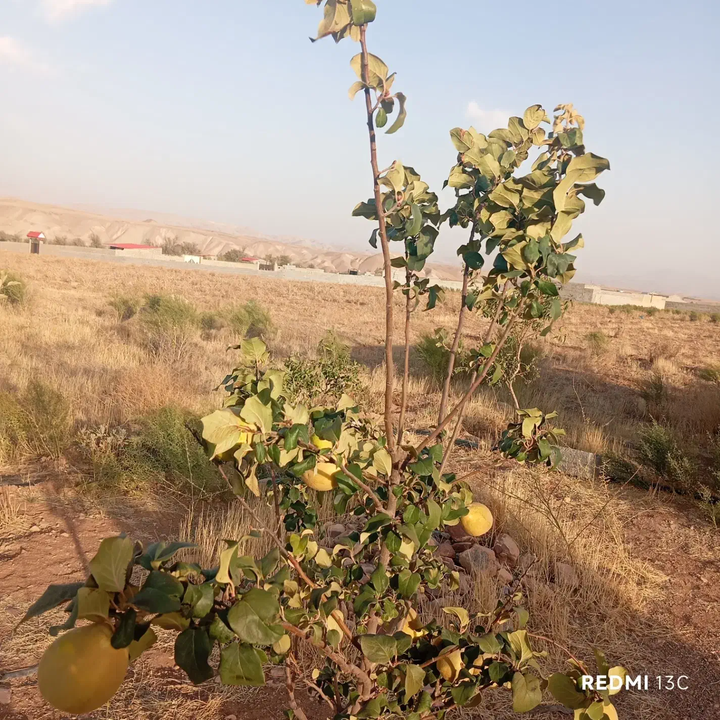 باغ در مزرعه امند 15دقیقه راهه از تبریز|فروش خانه و ویلا|صوفیان, |دیوار