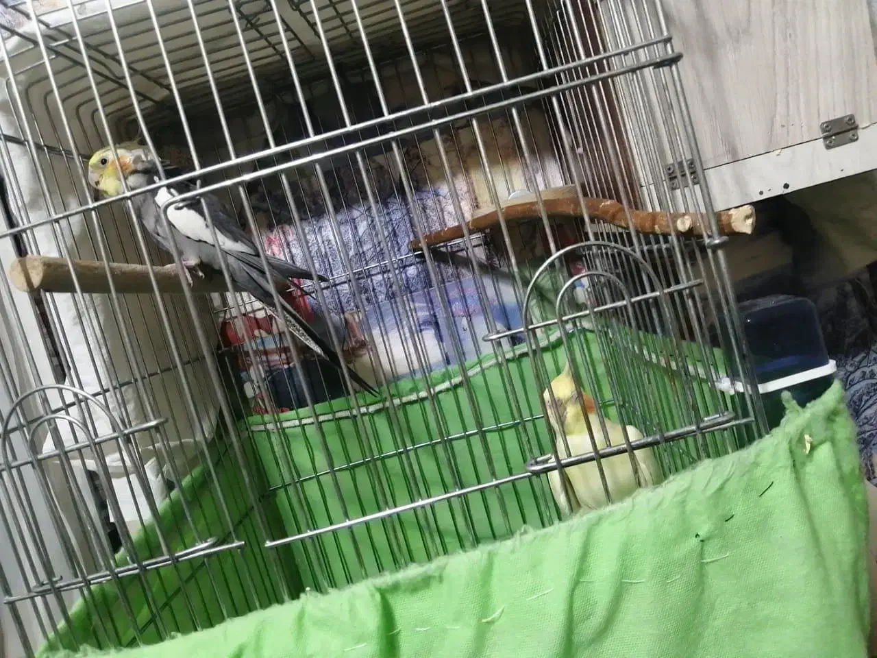 جوجه عروس هلندی 4روزه|پرنده|تهران, مولوی|دیوار