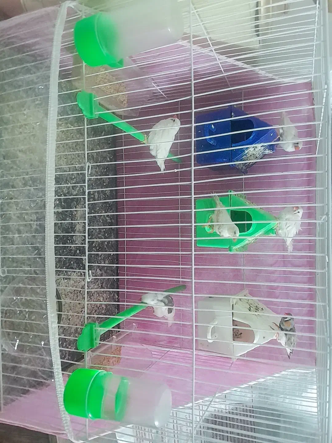 ۳جفت فنچ|پرنده|مشهد, شهید شهریاری|دیوار