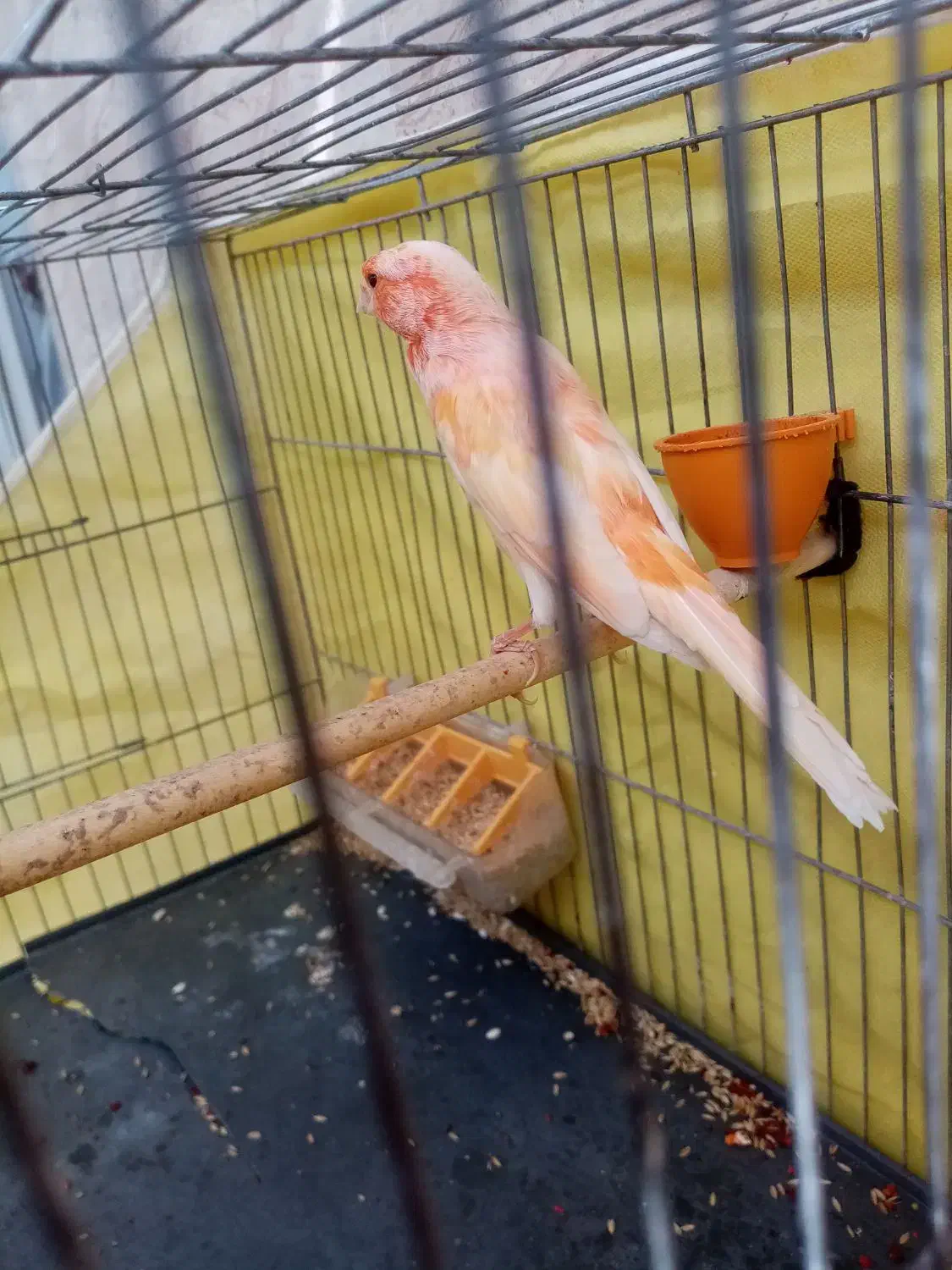 قناری سرخ|پرنده|شهرضا, |دیوار