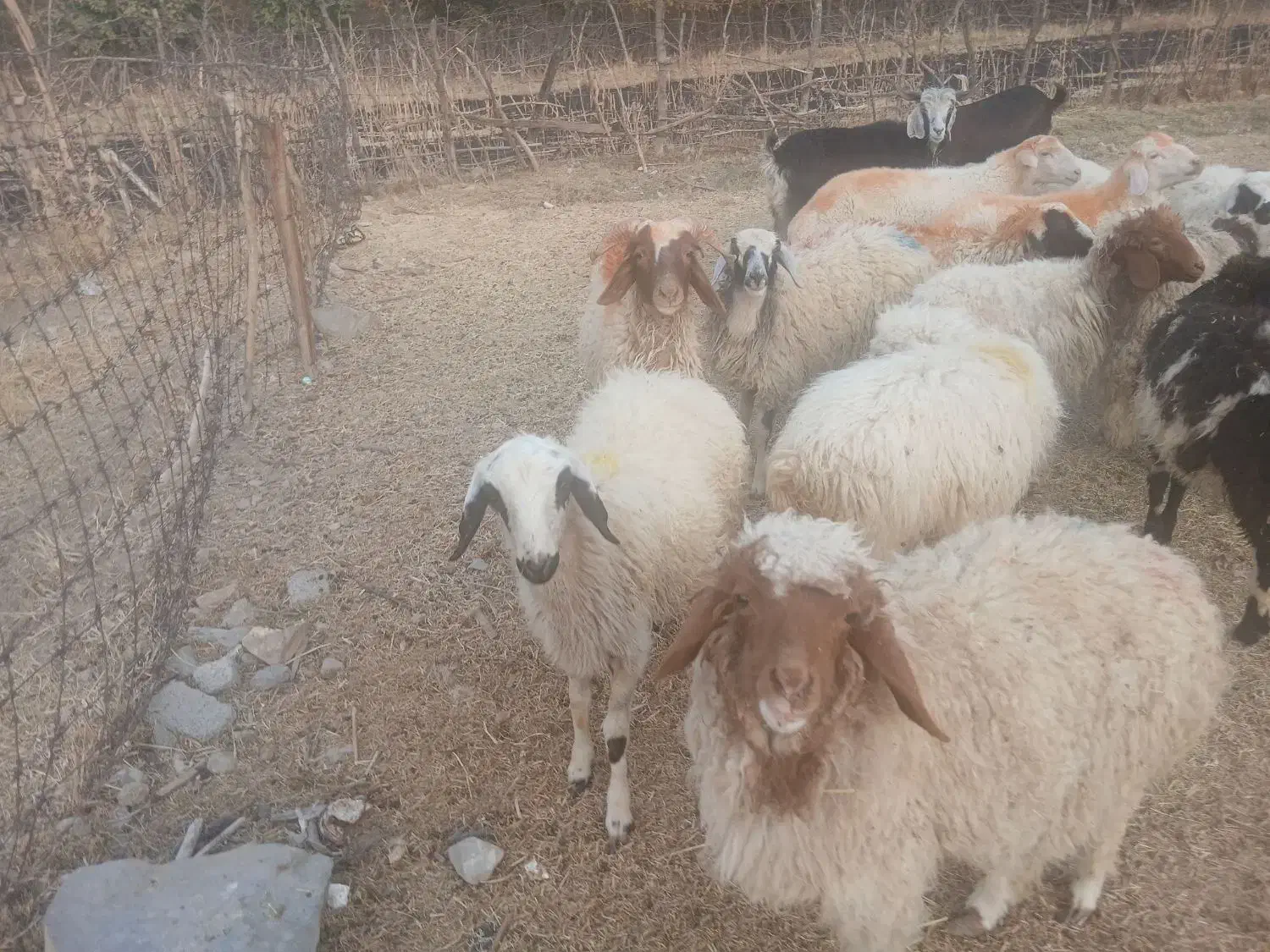 ۱۱ عدد بره جفتی ۵۰کیلو|حیوانات مزرعه|ملکشاهی, |دیوار