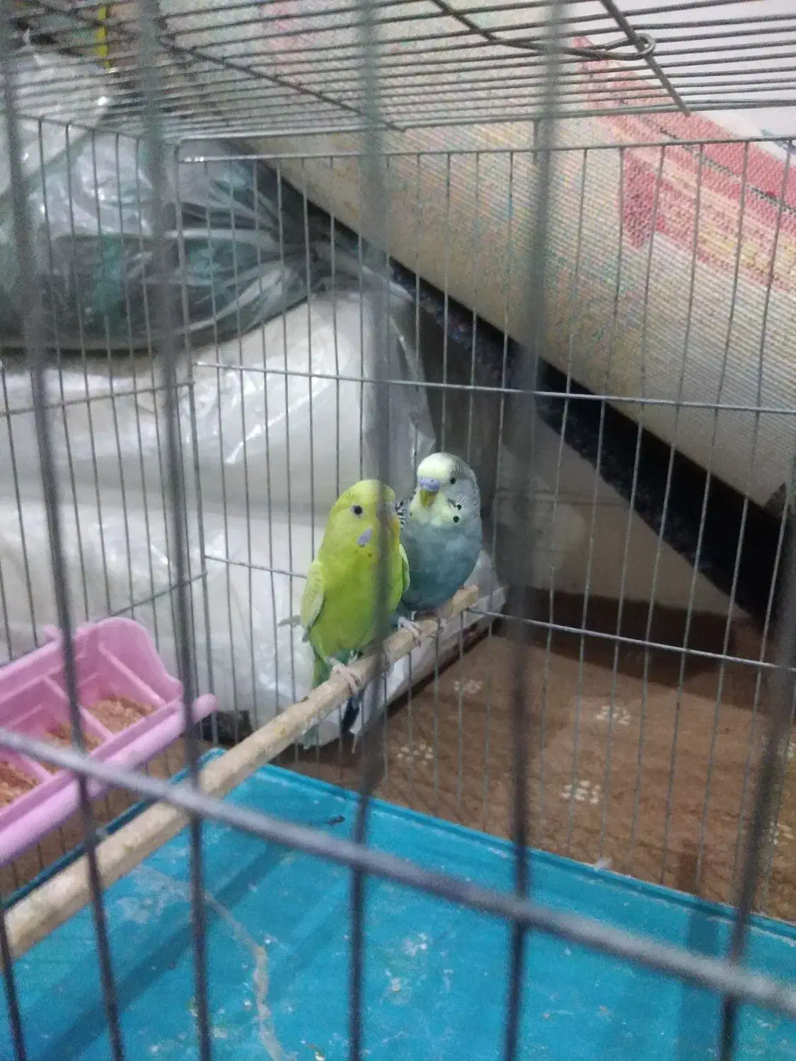 مرغ عشق سخنگو|پرنده|اصفهان, عمان سامانی|دیوار