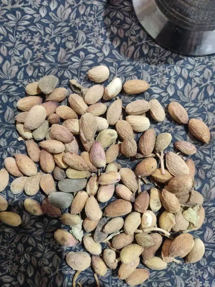 مغز کال|عمده‌فروشی|مشهد, آزادشهر|دیوار