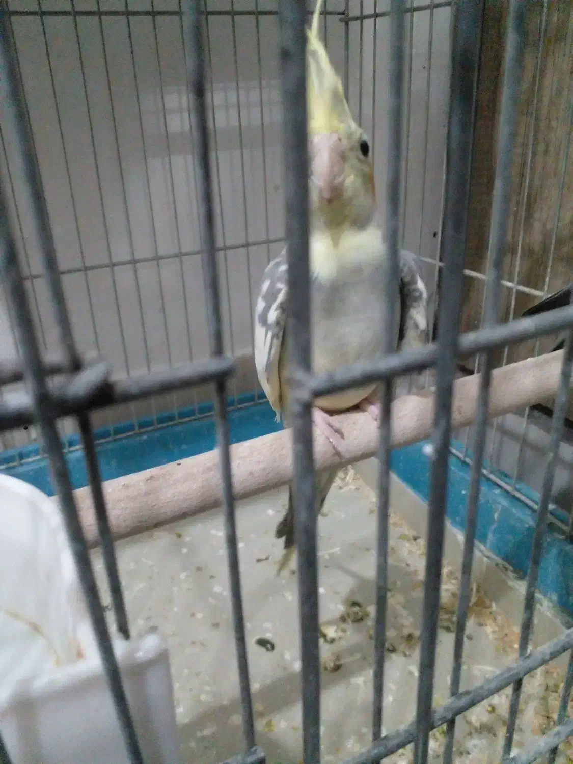 عروس هلندی ماده وسرحال اماده جفتگیری|پرنده|صباشهر, |دیوار