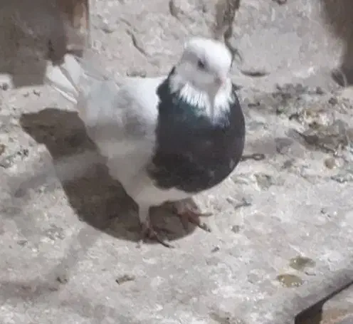 کفتر صید|حیوانات|مشهد, عبادی|دیوار