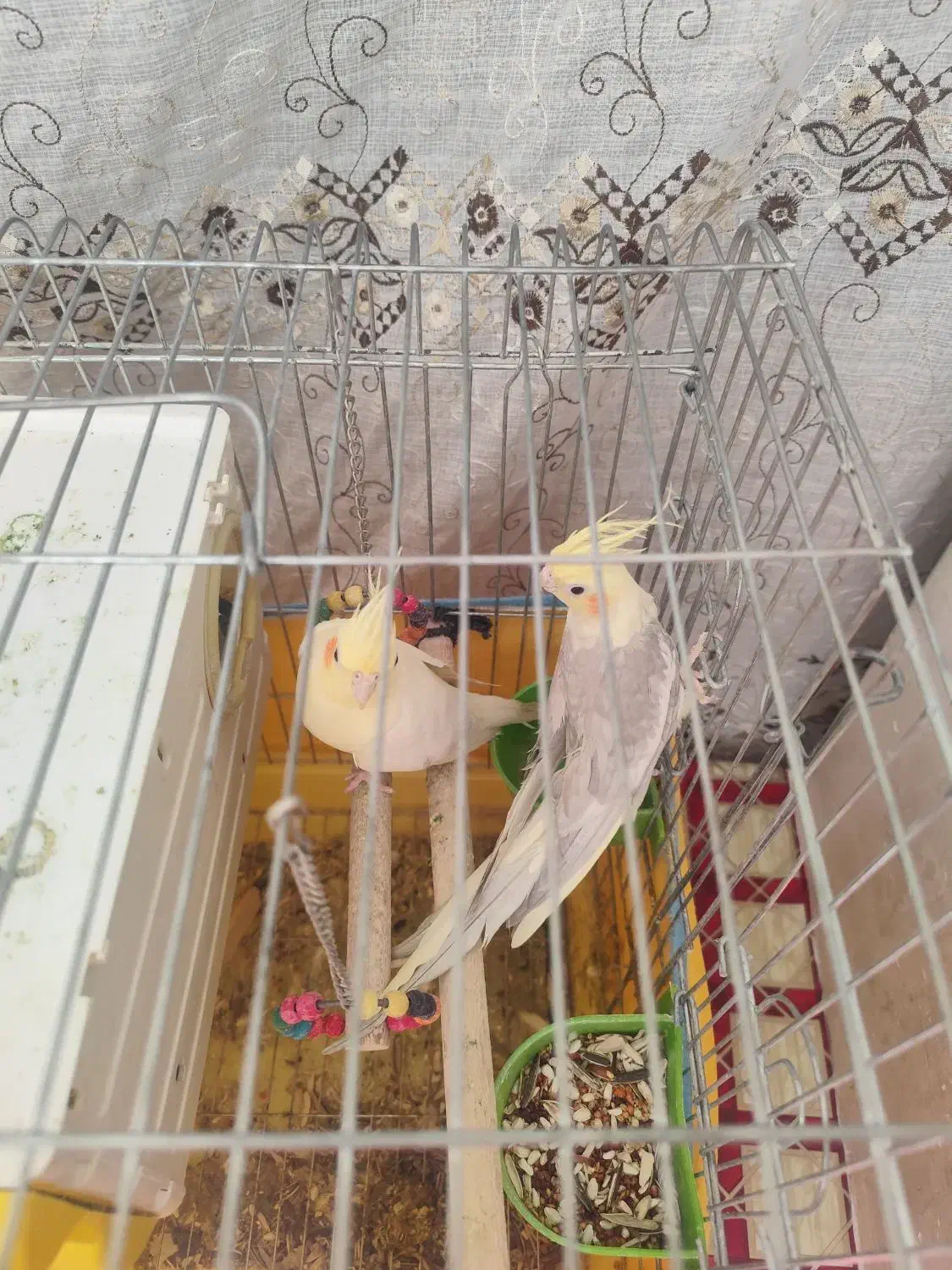 فروش یک جفت عروس هلندی|پرنده|کوار, |دیوار