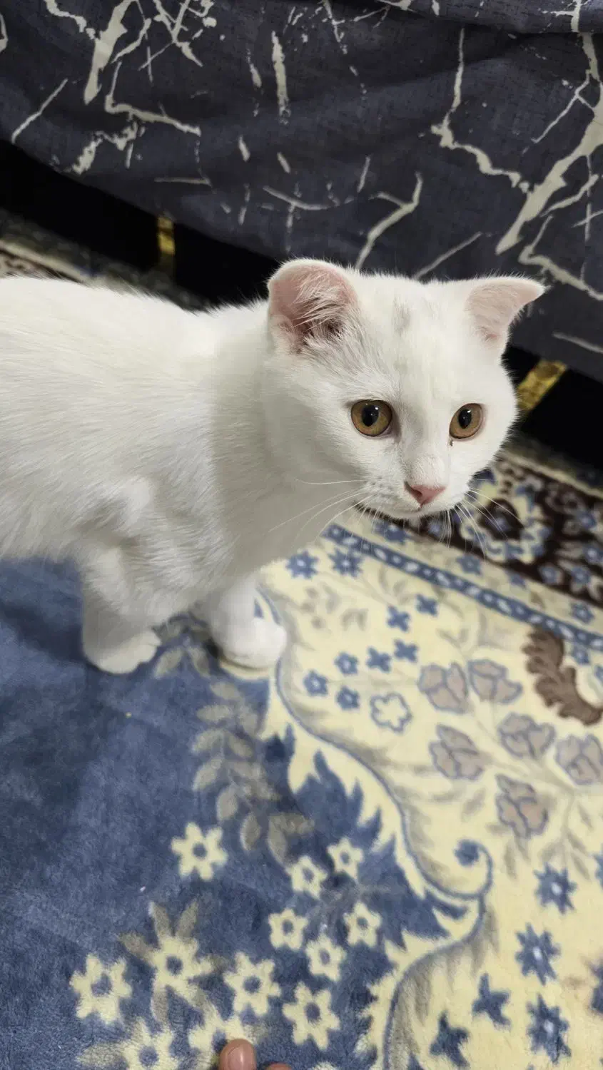 گربه بریتیش|گربه|قشم, |دیوار