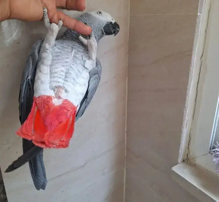 کاسکو گمشده|حیوانات|نهاوند, |دیوار