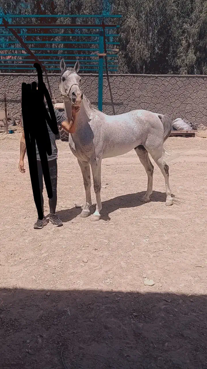 اسب کرد سردمگیر بازی کن|اسب و تجهیزات اسب‌سواری|معمولان, |دیوار