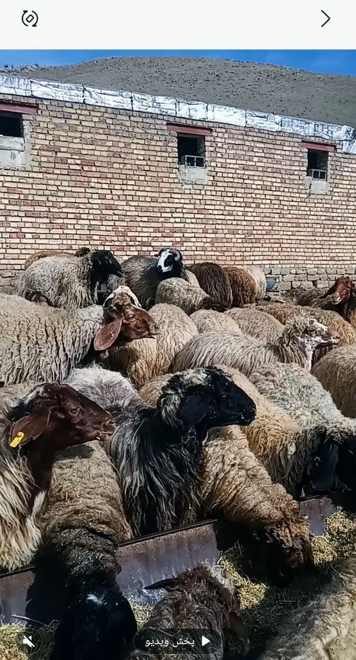 گوسفند گم شده|حیوانات مزرعه|سیلوانه, |دیوار