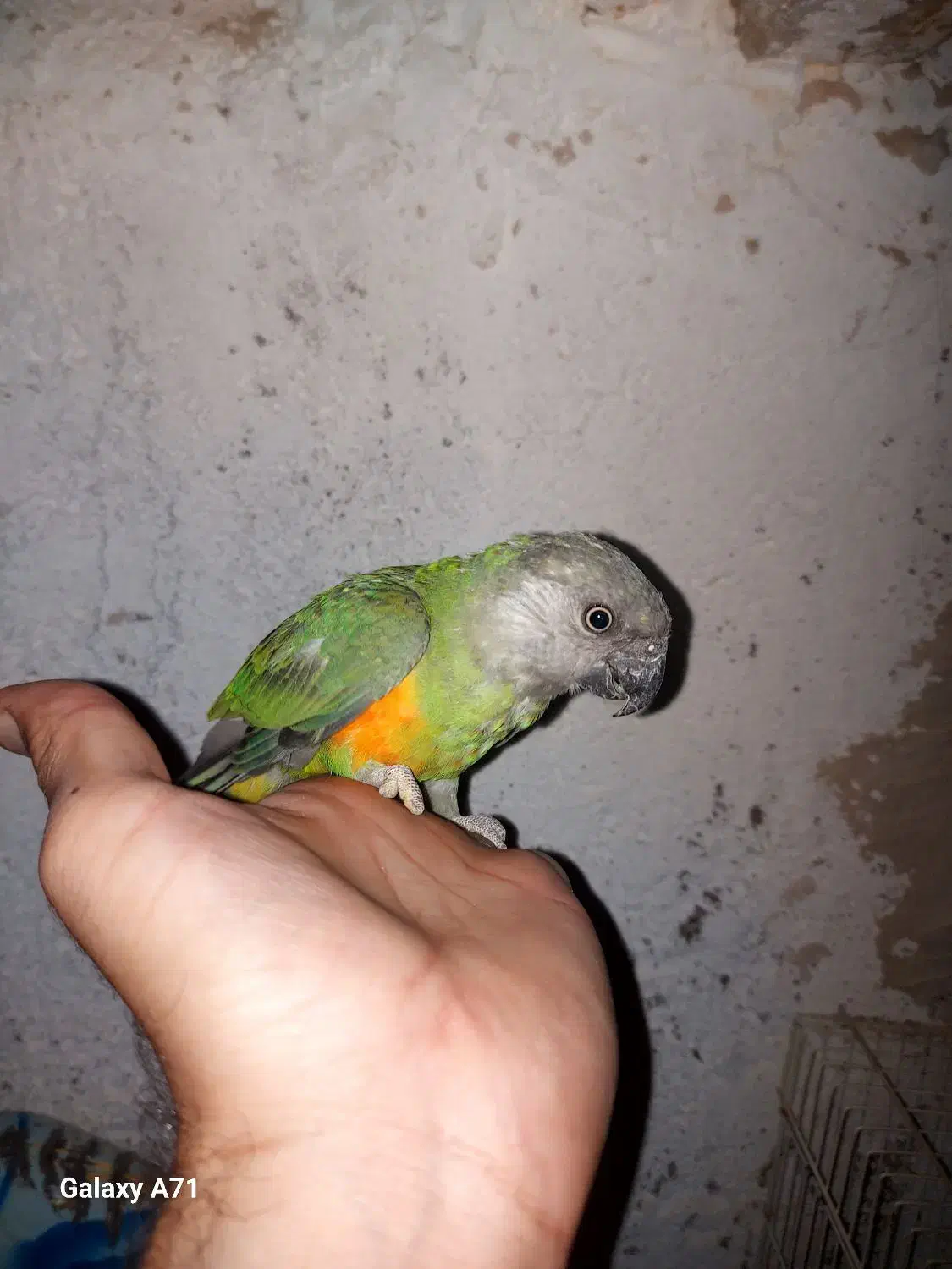 طوطی سنگال|پرنده|تایباد, |دیوار