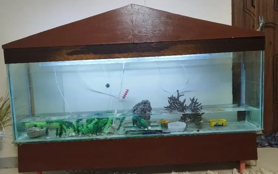 آکواریوم شیشه ای|ماهی|اهواز, سلطانمنش|دیوار