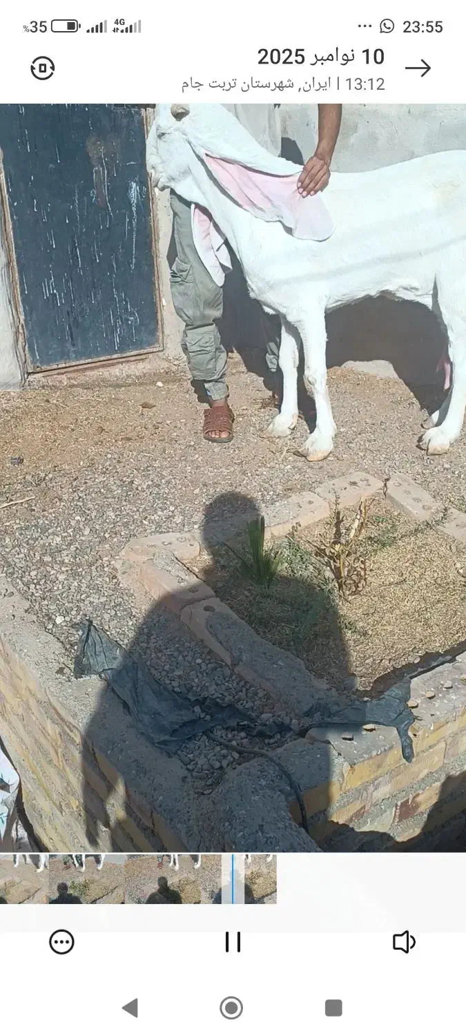 بزهای وارداتی پاکستانی اصیل چند قلو زا|حیوانات مزرعه|پائین جام, |دیوار