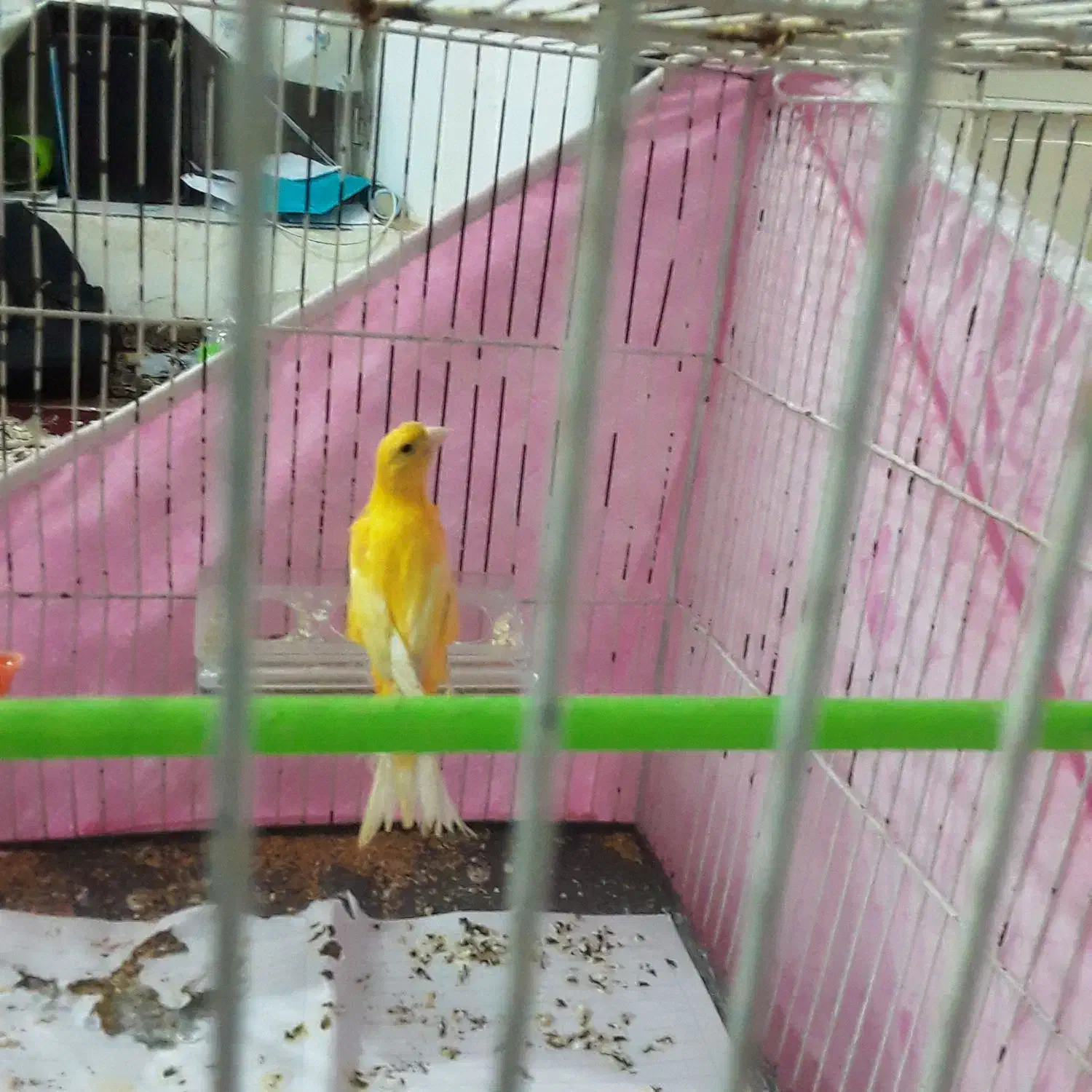 قناری|پرنده|اردبیل, |دیوار