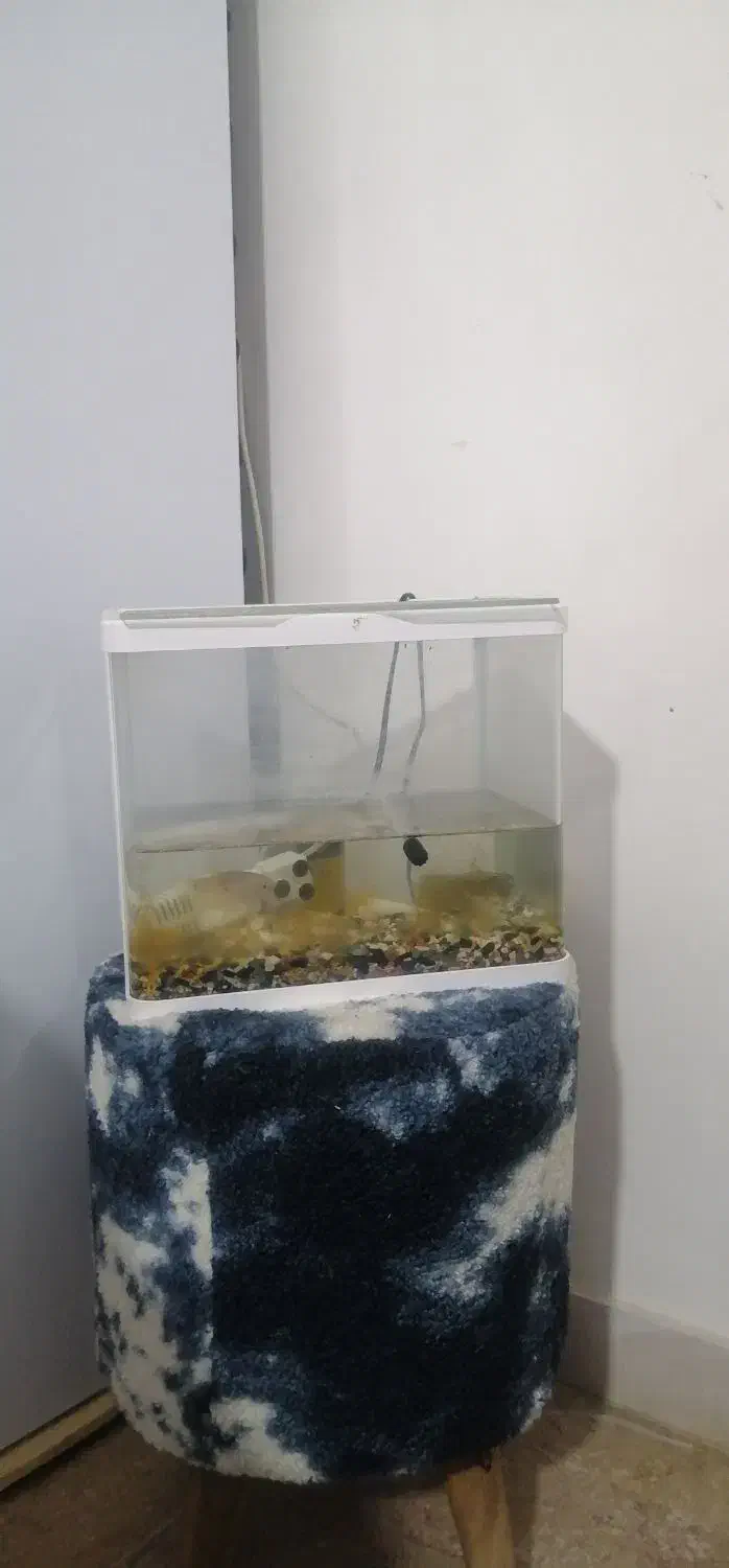 آکواریوم کوچک و زیبا|ماهی|محمدشهر, شهرک چمران|دیوار