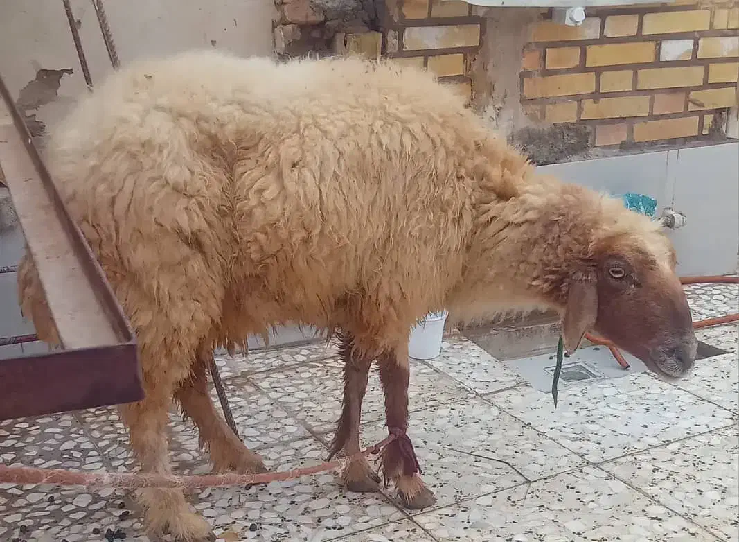 گوسفند ماده|حیوانات مزرعه|سوسنگرد, |دیوار