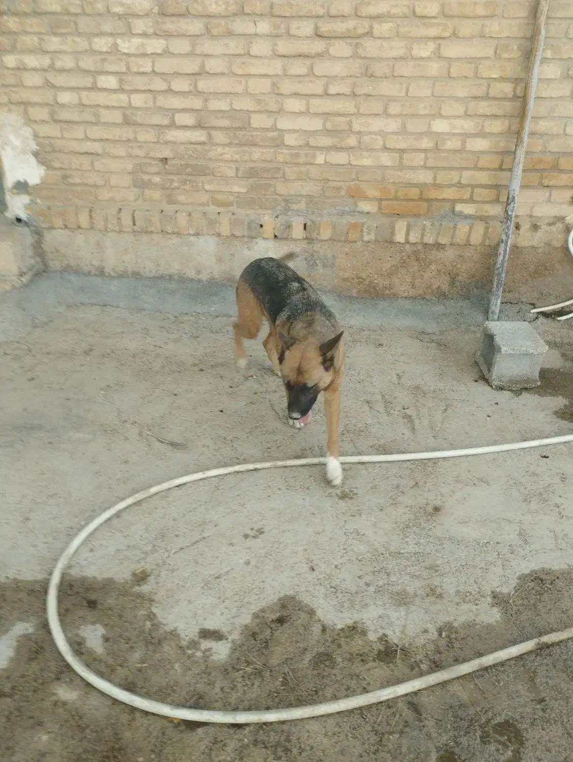 واگذاری سگ|سگ|شیراز, باجگاه|دیوار