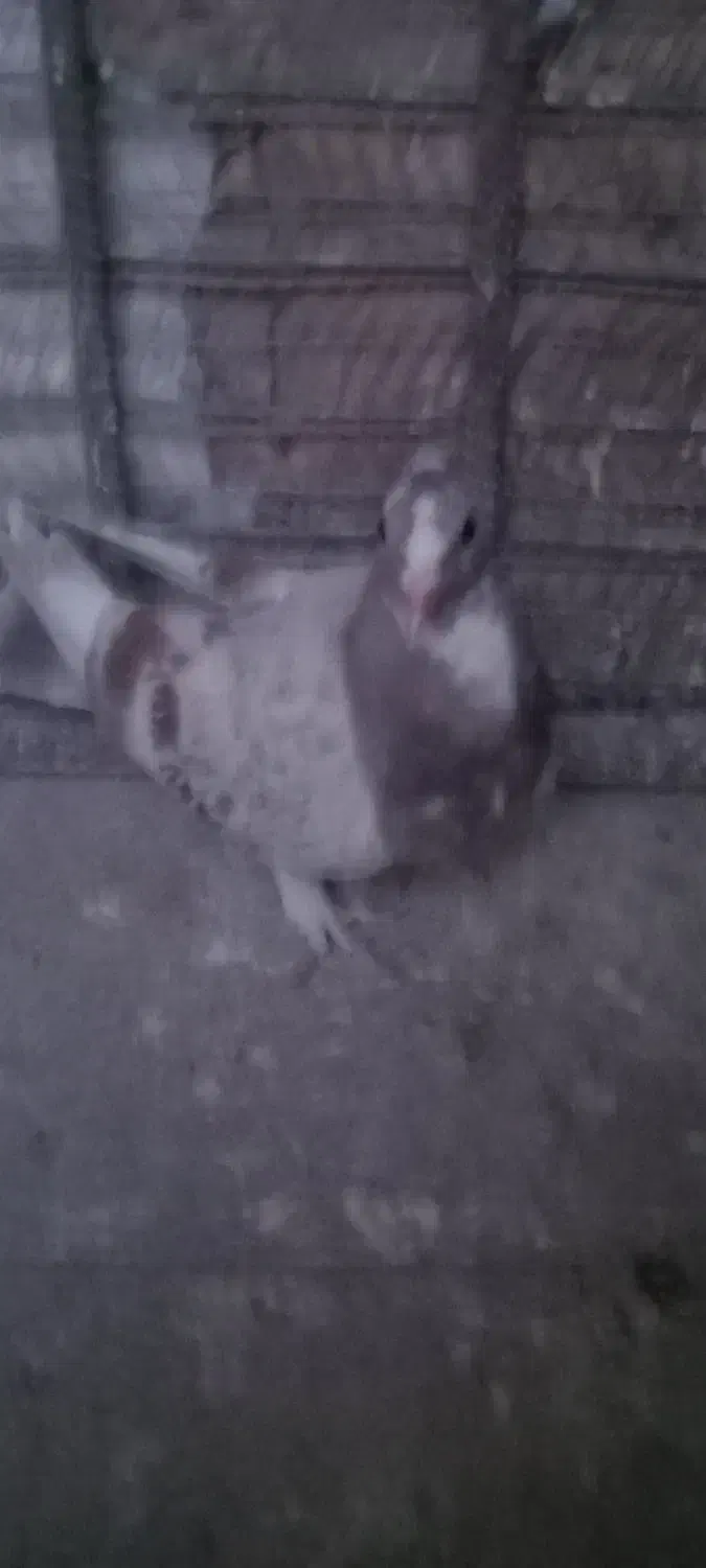 جوجه نر شغلا شده|پرنده|کرمان, |دیوار