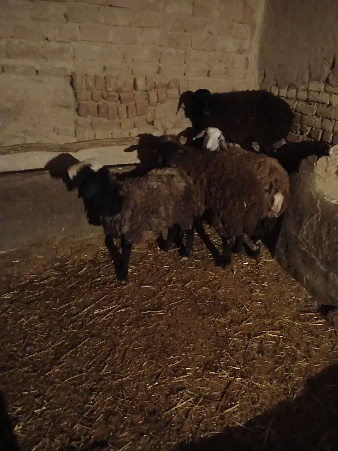 بره ماده|حیوانات مزرعه|دشتابی, |دیوار