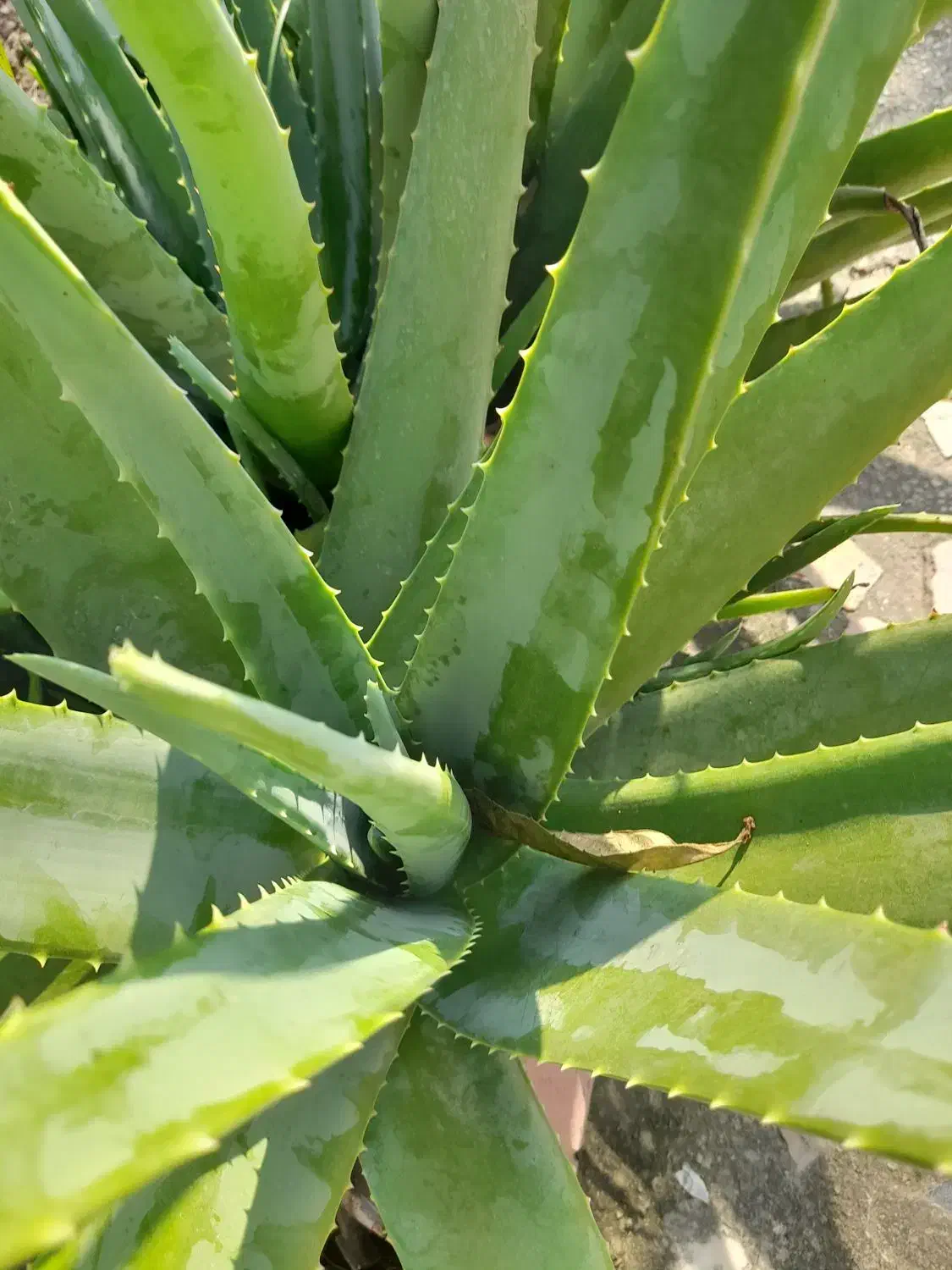 آلوورا|آرایشی، بهداشتی، درمانی|رامسر, |دیوار