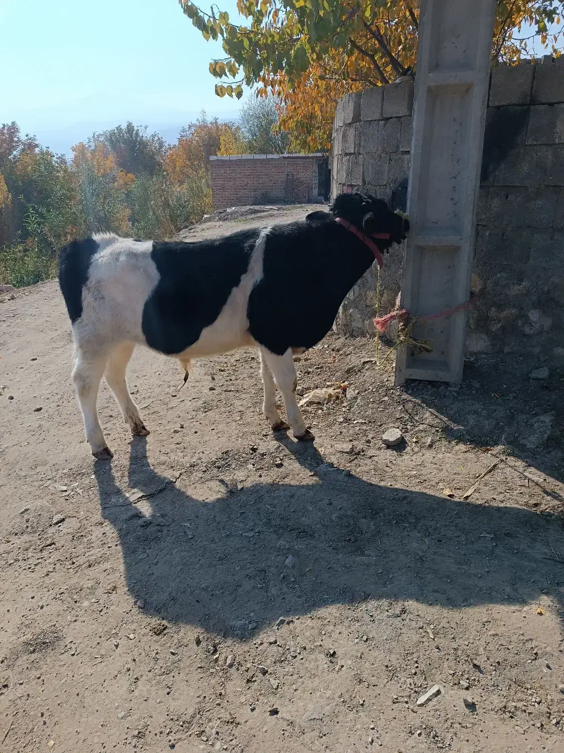 گوساله نر|حیوانات مزرعه|سیلوانه, |دیوار