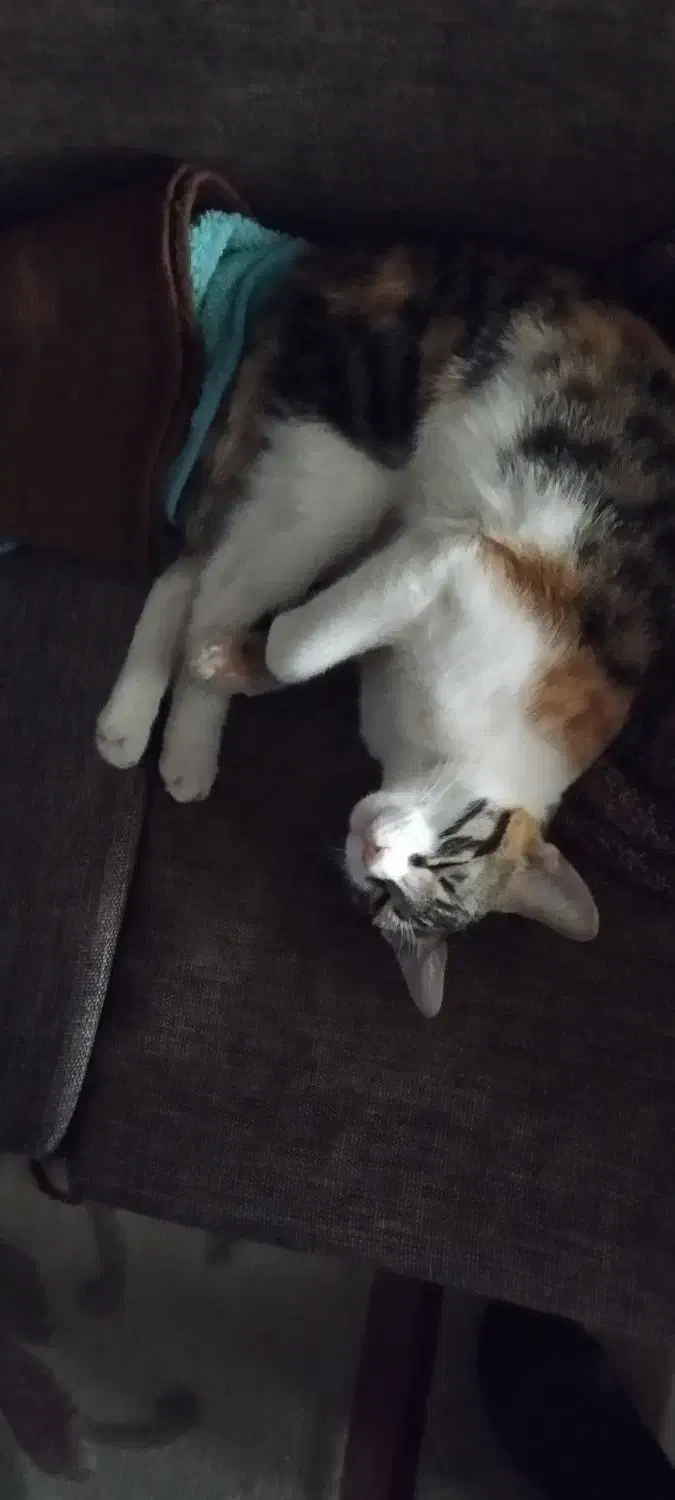 گربه خونگی بامزه|گربه|مشهد, آزادشهر|دیوار